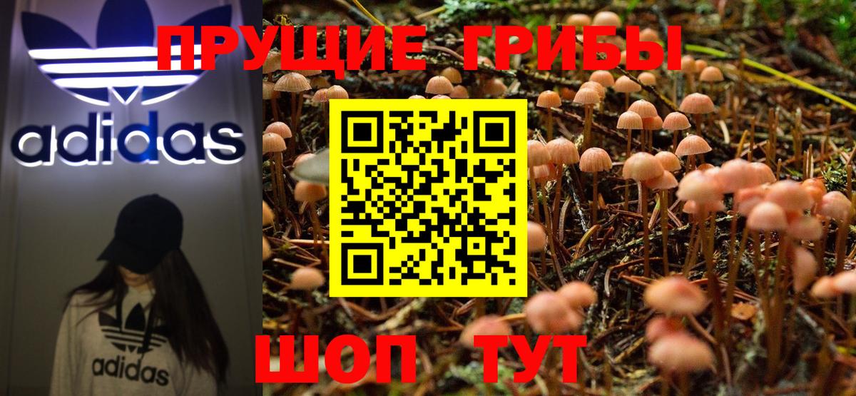 Галлюциногенные грибы Psilocybine cubensis Сосновый Бор